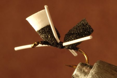 Ant