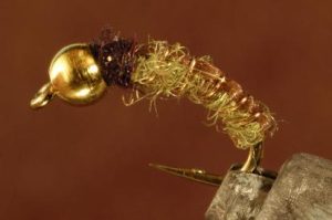 Caddis Larva