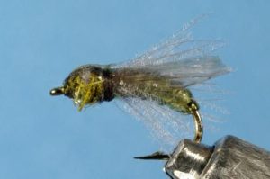 Caddis Pupa