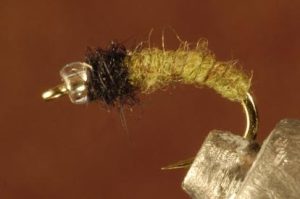 Free Living Caddis