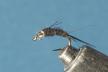 Mercury Mayflies